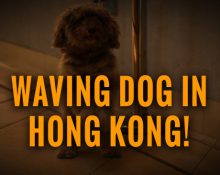 waving dog in Hong Kong