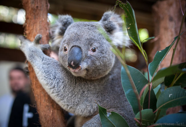 A smelly Koala