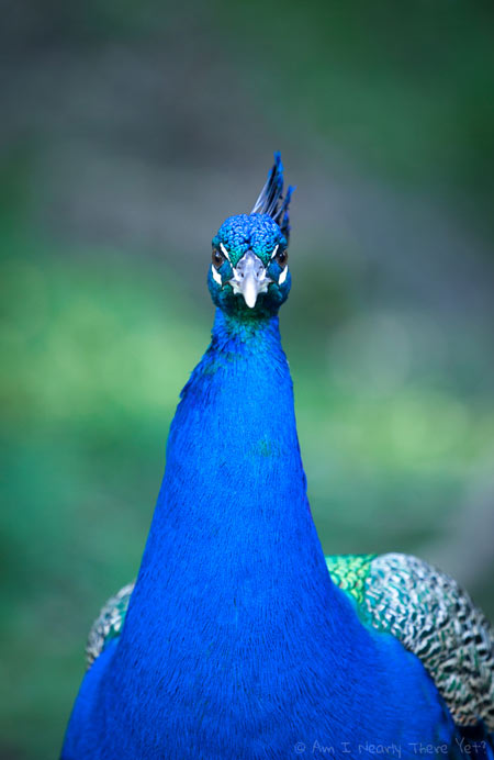 A confrontational peacock