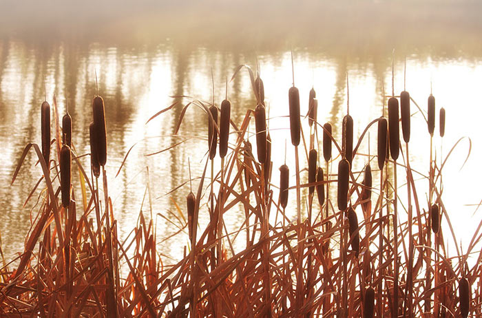 Reeds by water 