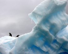 penguin antarctic