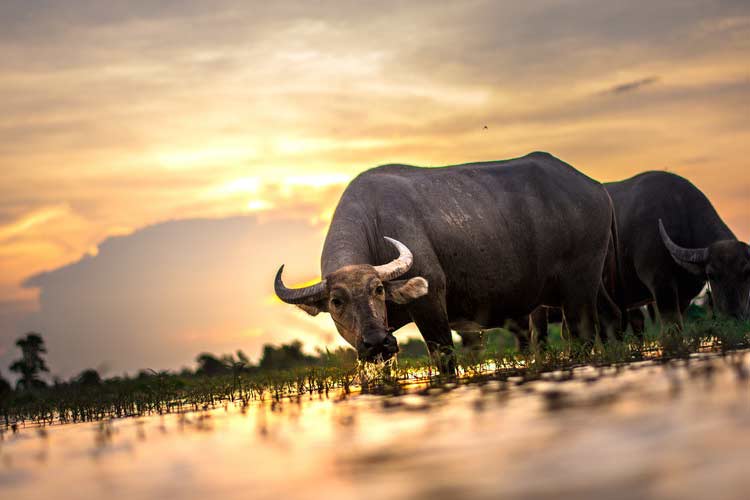 buffalo in thailand